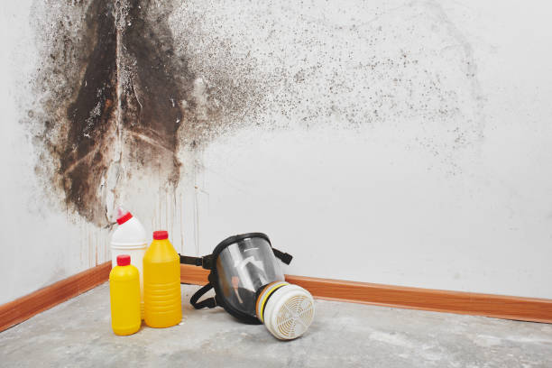 Best Mold Testing and Inspection Services in Chickasaw, AL