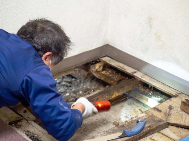 Best HVAC Mold Remediation in Chickasaw, AL