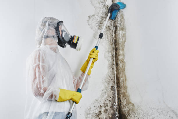 Best White Mold Remediation in Chickasaw, AL