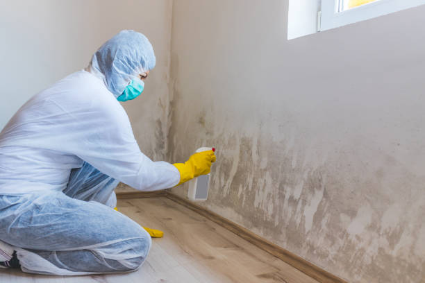 Best Post-Flood Mold Remediation in Chickasaw, AL