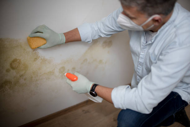 Best Commercial Mold Remediation in Chickasaw, AL