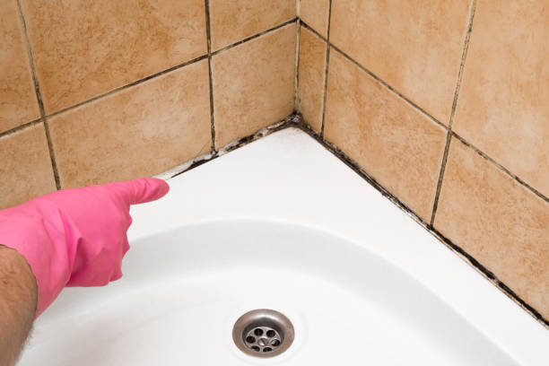 Best White Mold Remediation in Chickasaw, AL